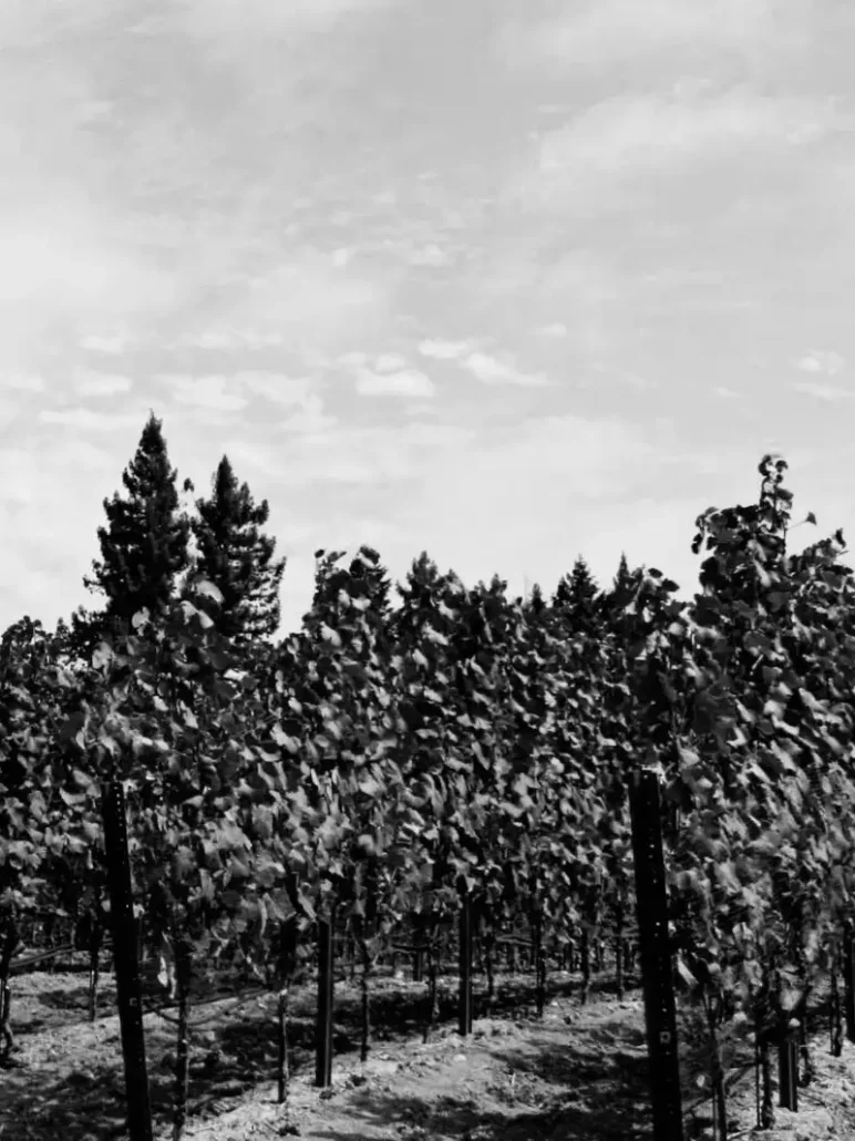 Rows of grapevines in Cohn Vineyard with tall trees in the background under a partly cloudy sky, shown in black and white.