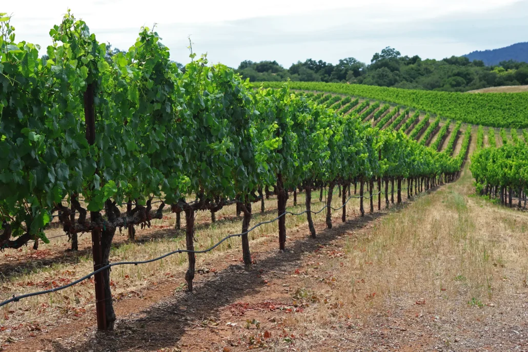 Rows of grapevines growing in a vineyard on gently sloping terrain, with green foliage and a backdrop of trees and hills under a cloudy sky.