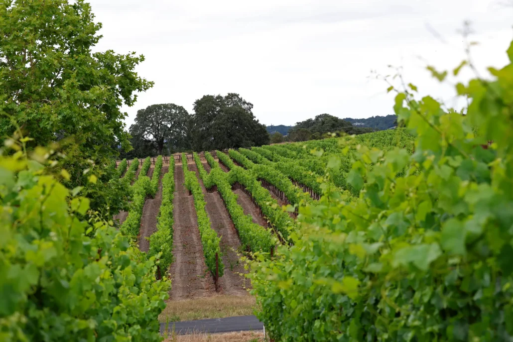 Rows of grapevines grow in Foss Vineyard, bordered by green foliage and trees, under a cloudy sky.