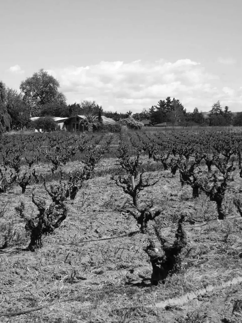 Rows of pruned grapevines in a vineyard with a farmhouse and trees in the background under a partly cloudy sky, shown in black and white.