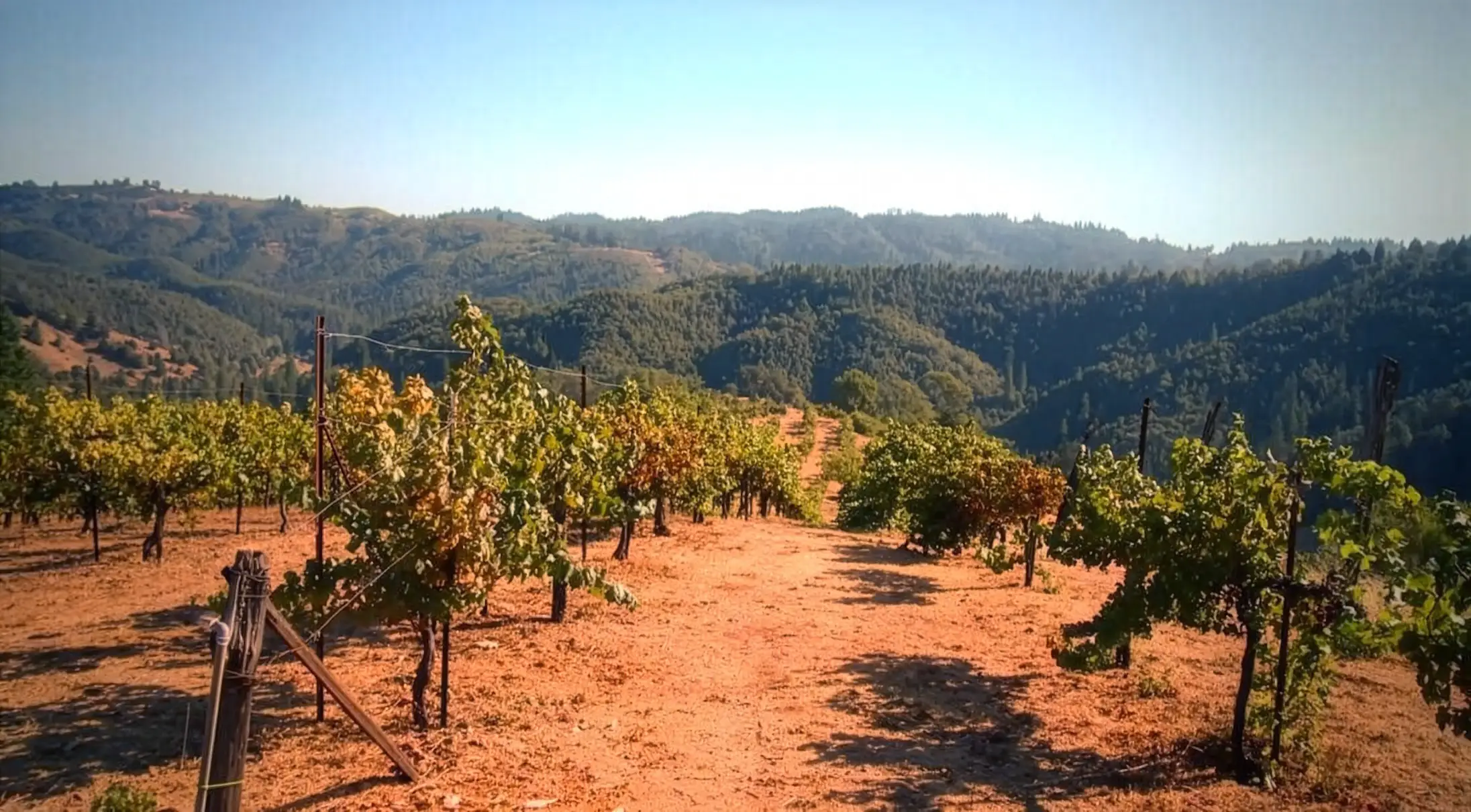 Rows of grapevines grow in sunlit Precious Mountain Vineyard with a dirt path between them, set against rolling, tree-covered hills under a clear blue sky.