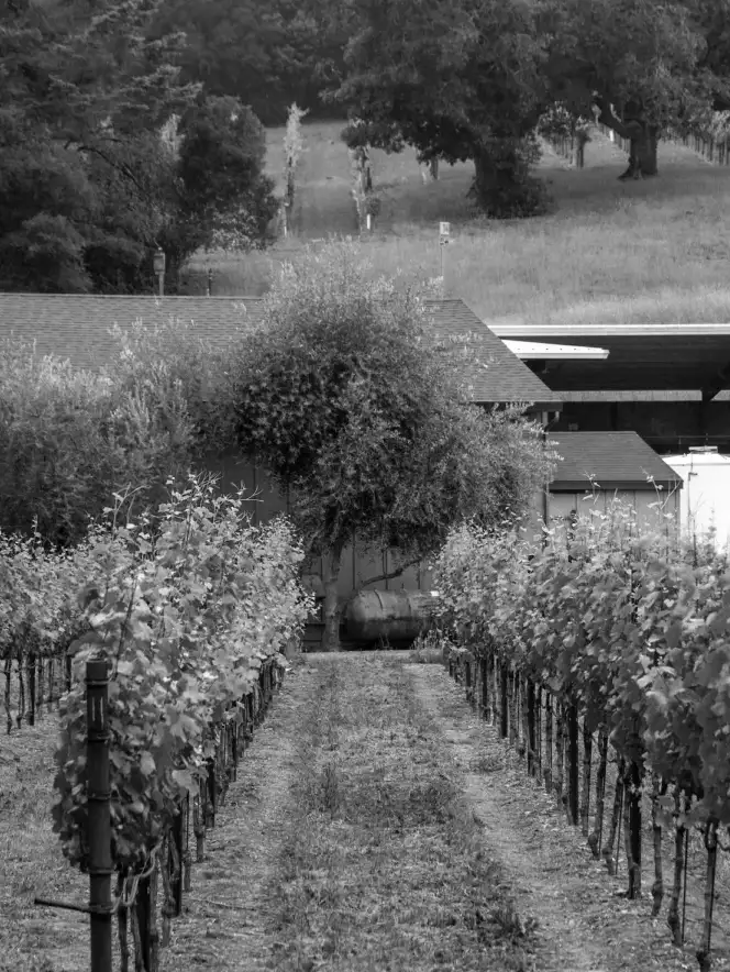 Allen Vineyard, rows of grapevines lead to a small building surrounded by trees and vegetation in a vineyard, shown in black and white.