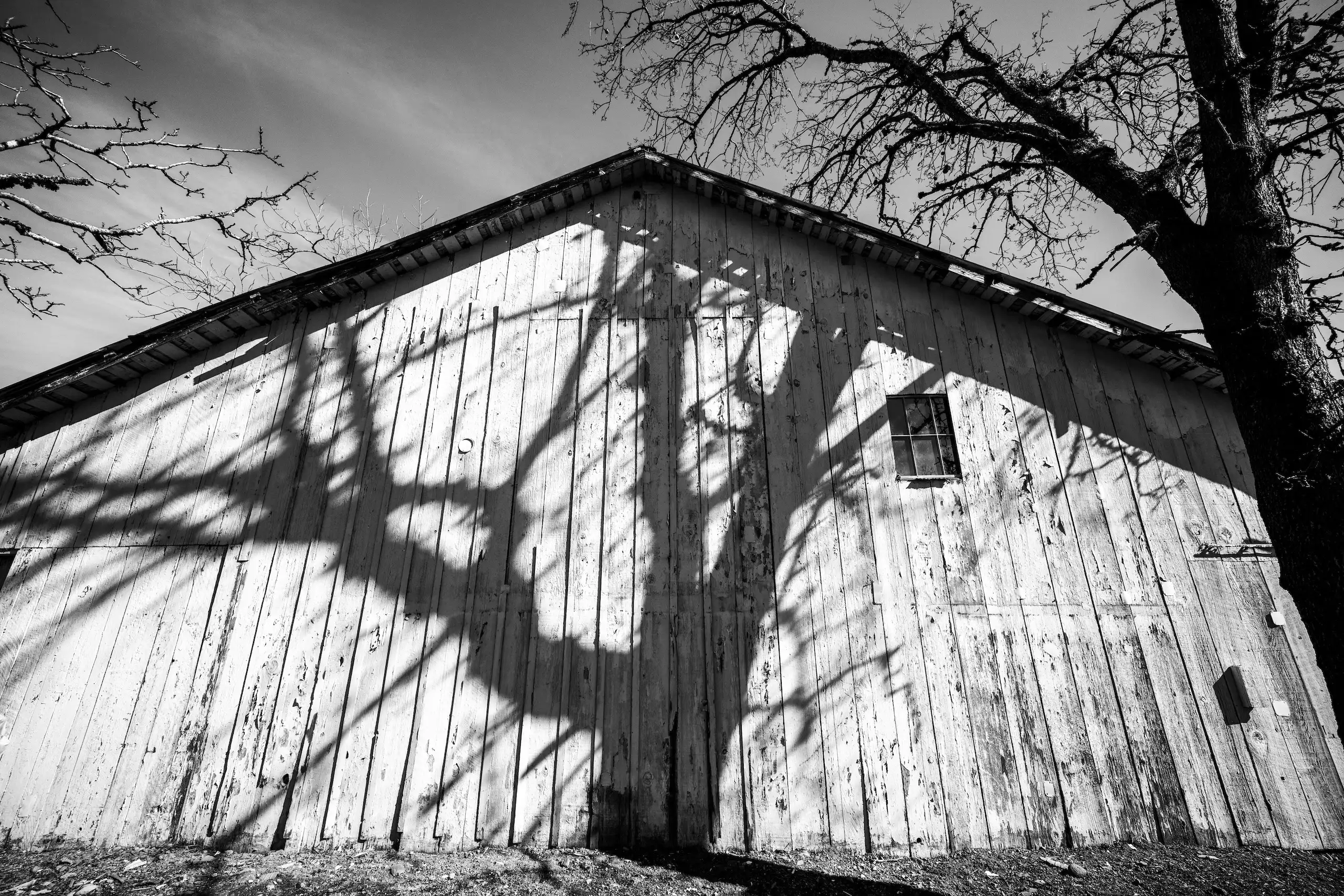 Black-and-white photo of a weathered wooden barn with bare tree branches casting shadows on its exterior wall.