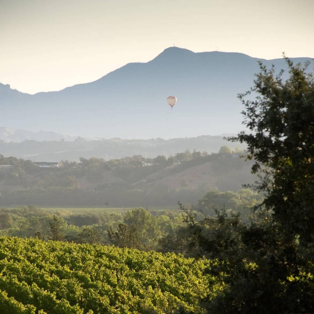 Rows of green vineyard stretch into the distance with a hot air balloon floating above the trees, mountains visible in the hazy background.