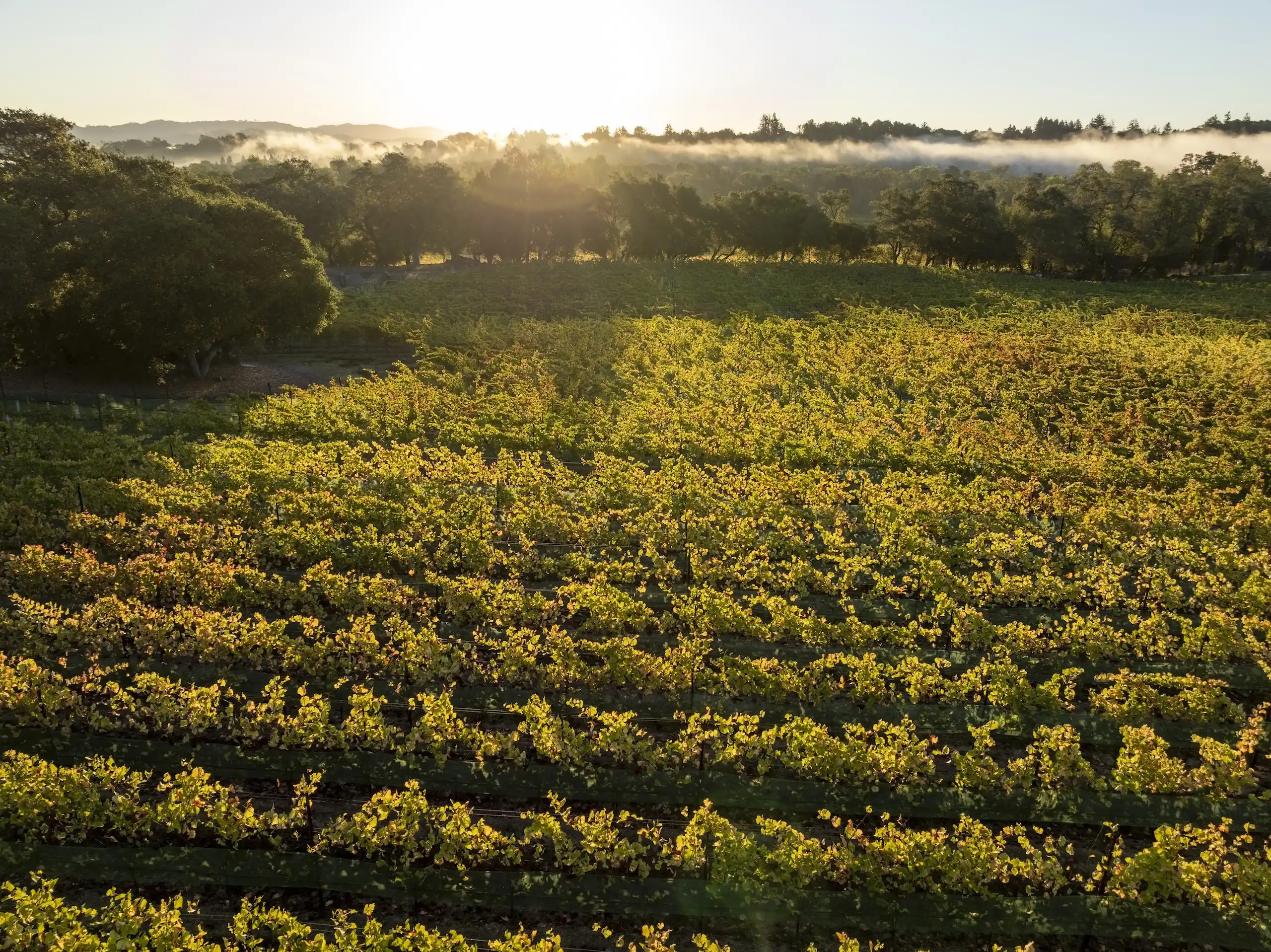 Williams Selyem Estate Vineyard
