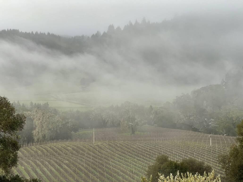 Rows of grapevines in a vineyard with dense fog and tree-covered hills in the background.