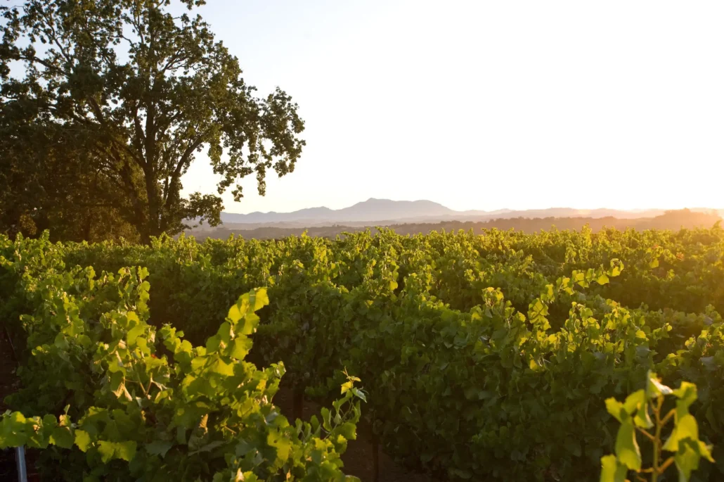 A vineyard with rows of green grapevines under a clear sky at sunset, with a large tree on the left and distant hills in the background.