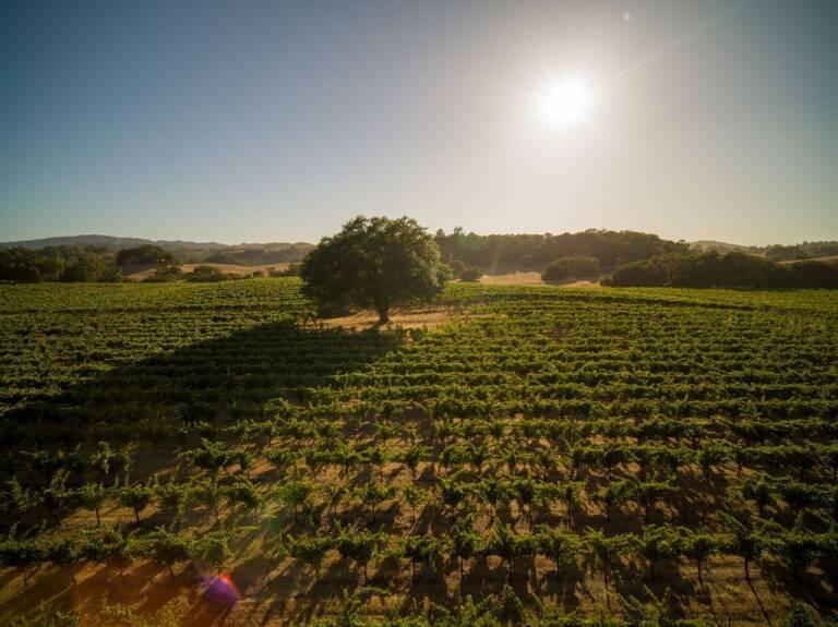 A vineyard stretches across a sunny landscape with rows of grapevines and a large tree casting a long shadow under a clear sky.