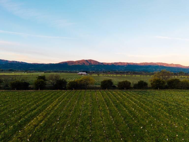 Rows of grapevines in a vineyard stretch toward a distant barn, with mountains and a clear sky in the background.