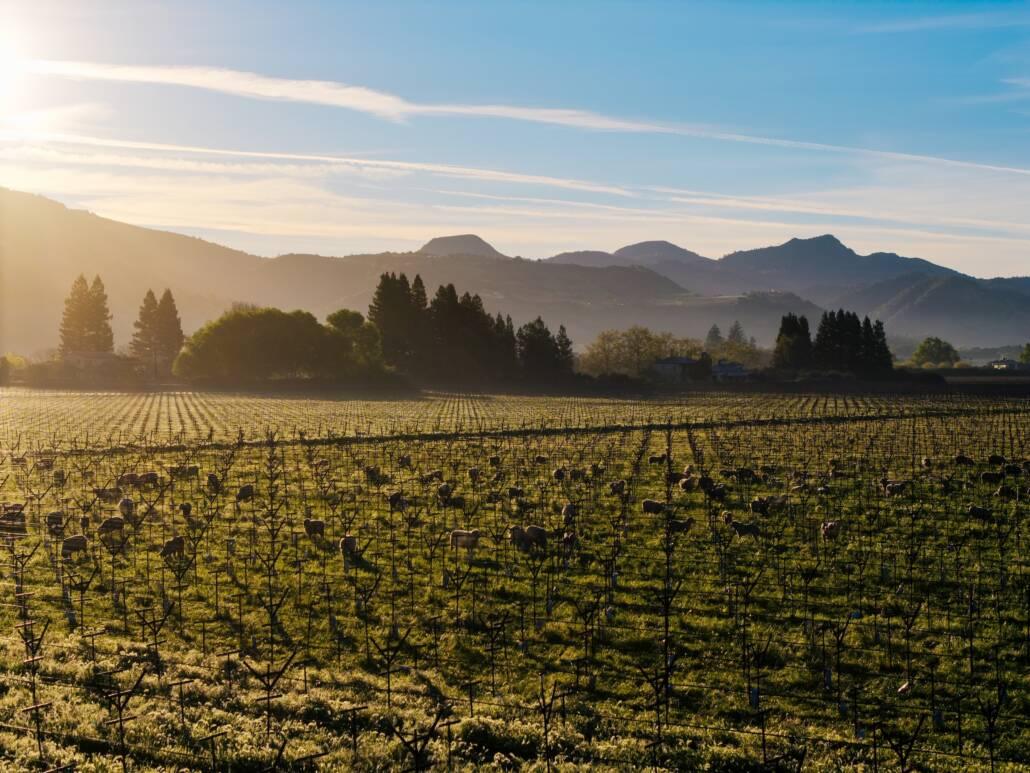 Rows of grapevines in a vineyard stretch toward the horizon at sunrise, with mountains and trees in the background under a clear sky.