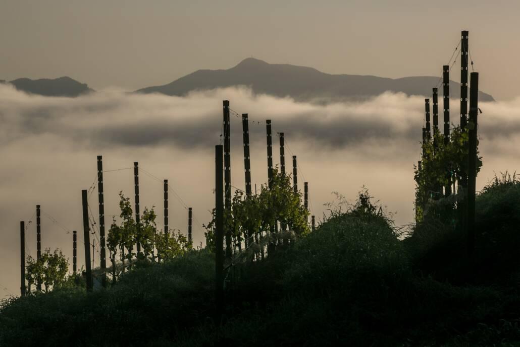 Rows of grapevines on a hillside with mist or low clouds below, and a mountain in the background under a hazy sky.