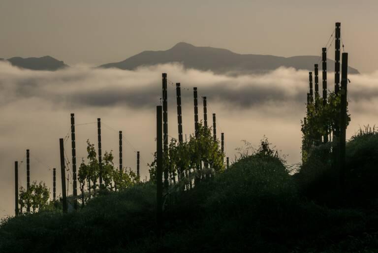 Rows of grapevines on a hillside with mist or low clouds below, and a mountain in the background under a hazy sky.