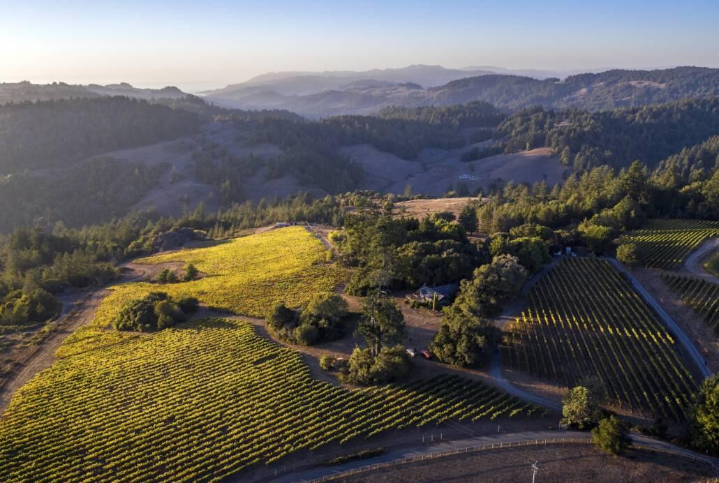 Aerial view of rolling hills with vineyards and scattered trees under a clear sky, with forested mountains in the background at sunset.