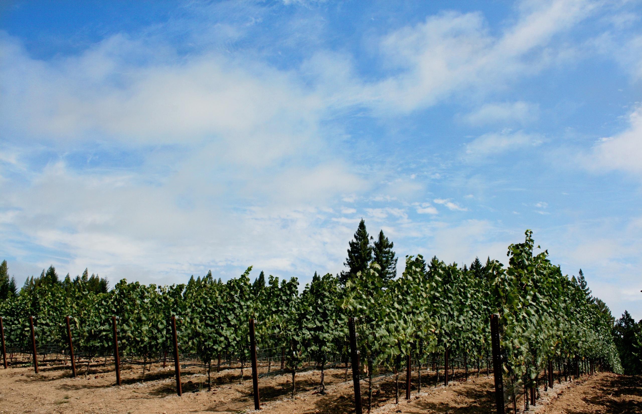 Cohn Vineyard
