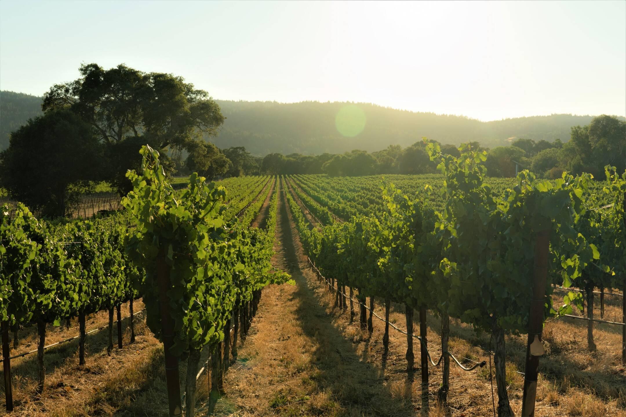 Rows of grapevines in a vineyard are illuminated by the setting sun, with hills and trees visible in the background.