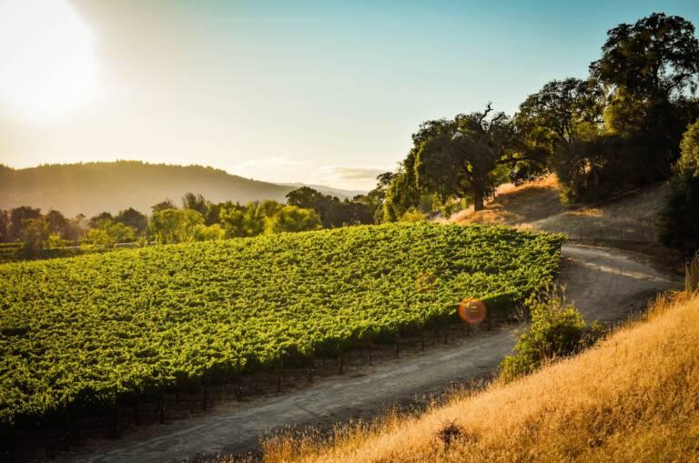 A sunlit vineyard stretches alongside a dirt path, bordered by dry grass and trees, with rolling hills and a clear sky in the background.
