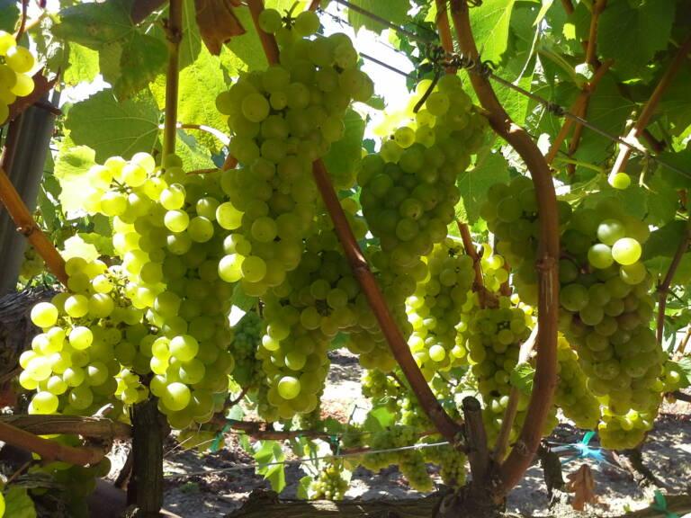 Clusters of green grapes hanging from vines, surrounded by green leaves and sunlight filtering through.