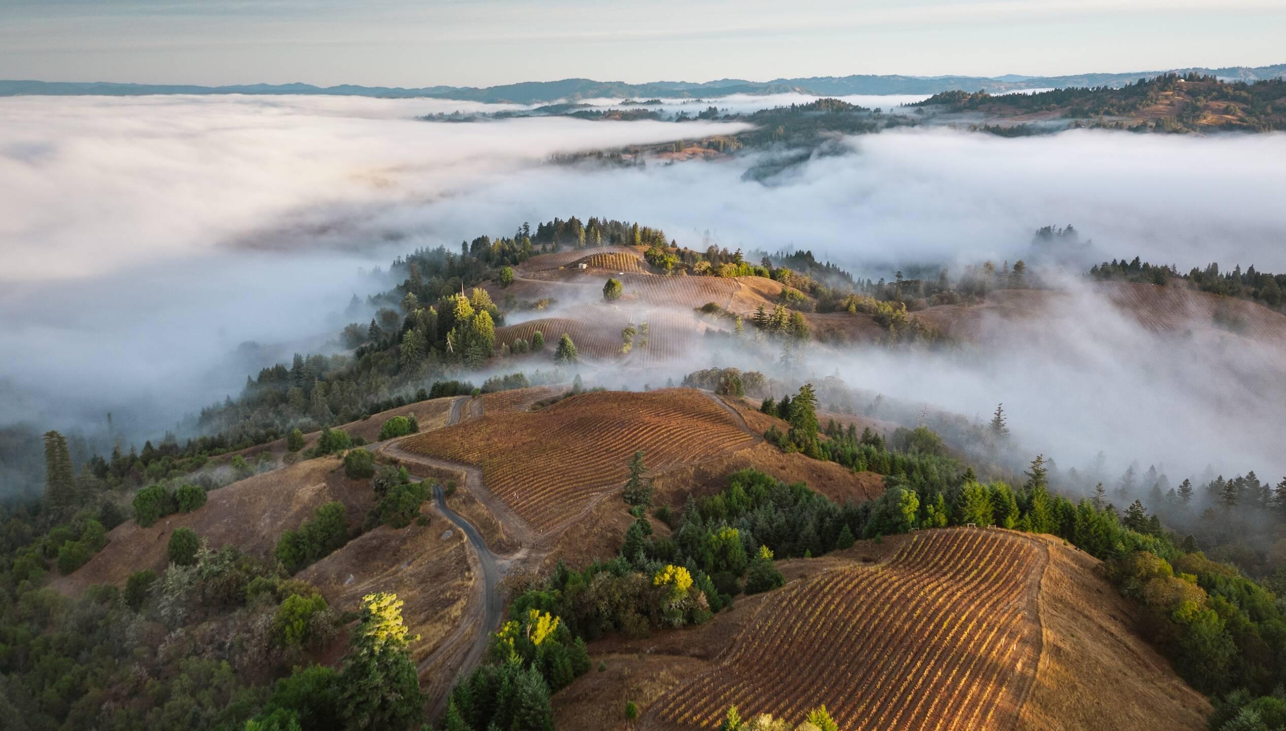 Aerial view of rolling hills with vineyards and trees, partially covered by low-lying fog under a cloudy sky.