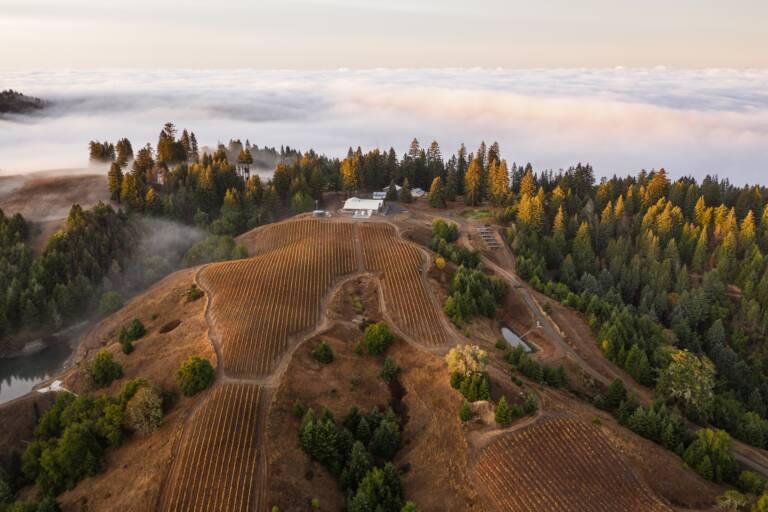 Aerial view of a hillside vineyard and buildings surrounded by forest, with low clouds or fog blanketing the background.