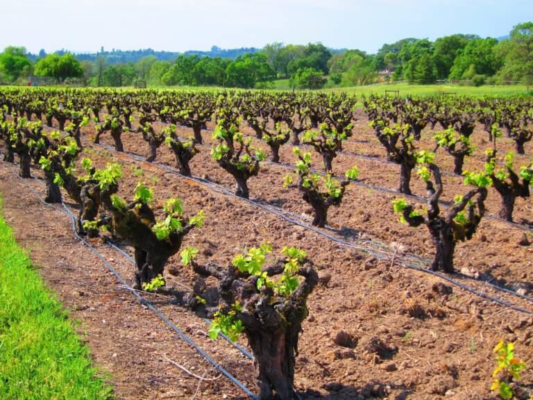 Rows of grapevines with young green leaves grow in a vineyard, surrounded by grass and trees under a clear sky.
