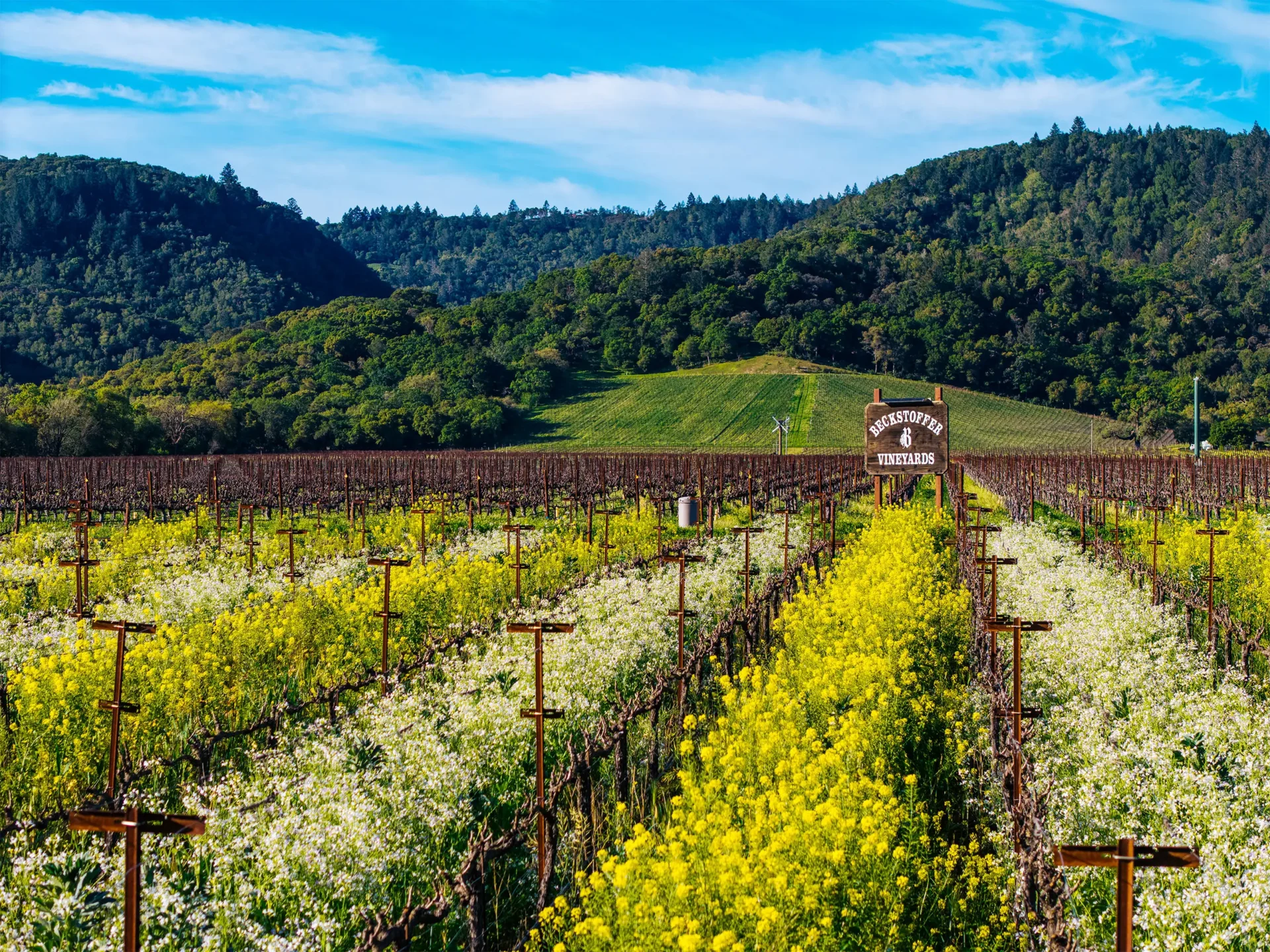 Rows of grapevines and yellow wildflowers in a vineyard with a sign reading "Beckstoffer Vineyards" and tree-covered hills in the background under a blue sky.