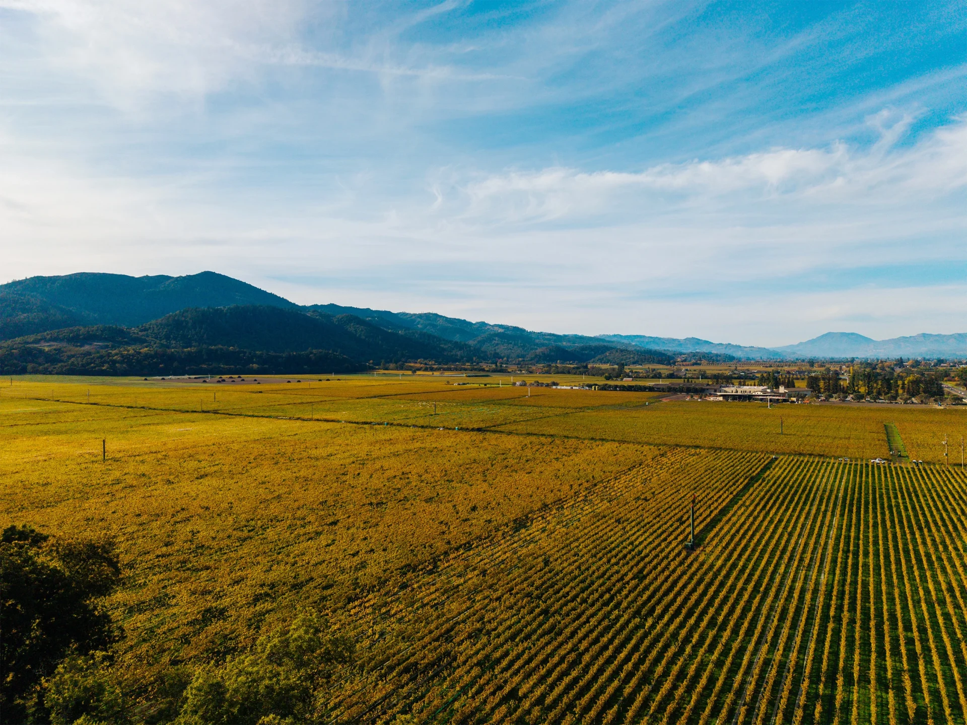 Aerial view of a large vineyard with neatly aligned rows of grapevines, open fields, and distant hills under a blue sky with wispy clouds.