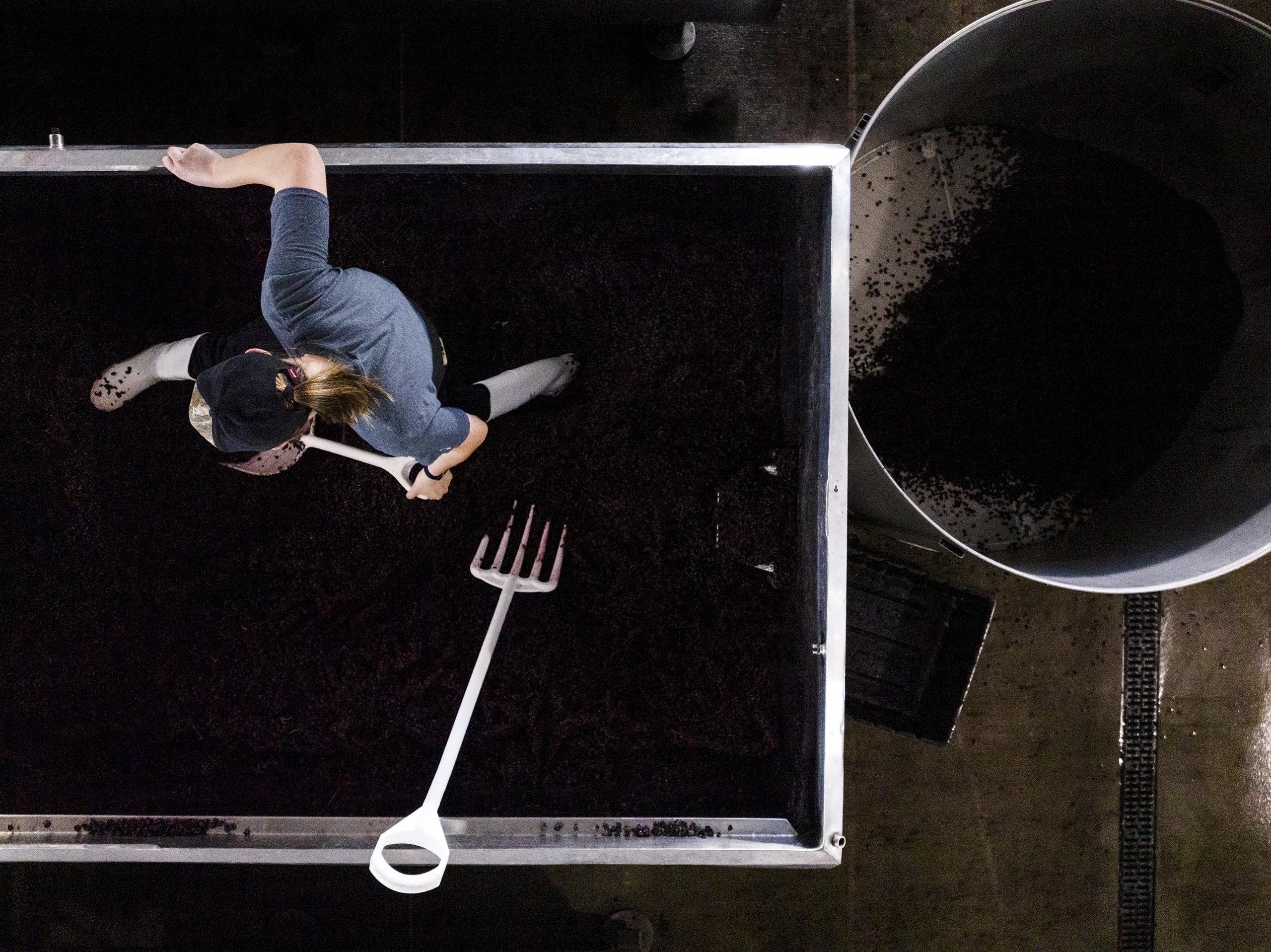 A person uses a large white pitchfork to move grapes inside a metal container at a winery or processing facility, viewed from above.