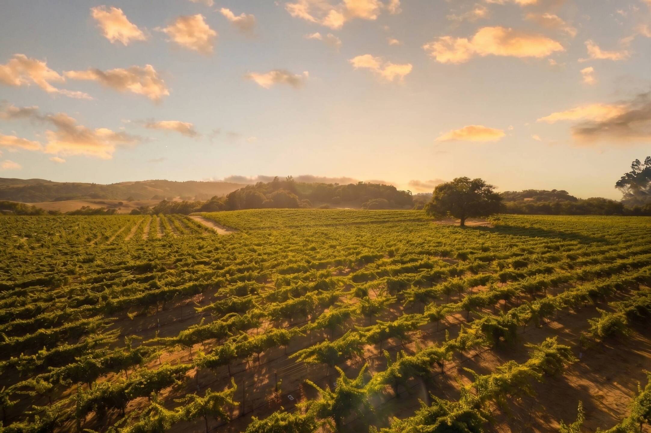 A vineyard stretches across rolling hills under a sky with scattered clouds at sunset, with a single tree standing among the rows of grapevines.