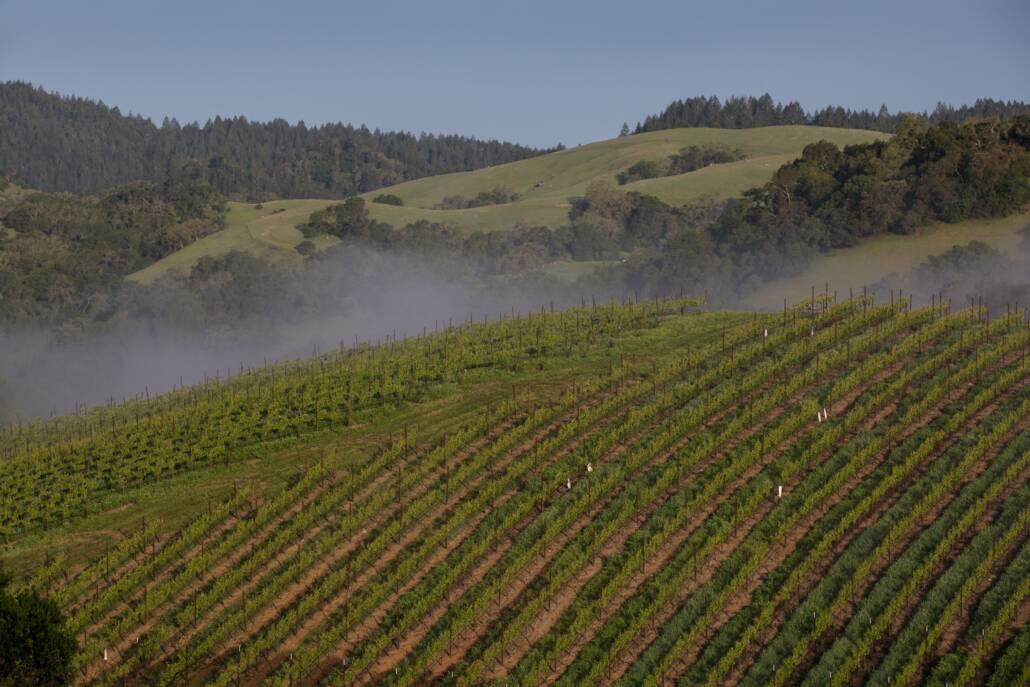Rows of grapevines on a hillside vineyard with morning mist, backed by green rolling hills and forested areas under a clear sky.