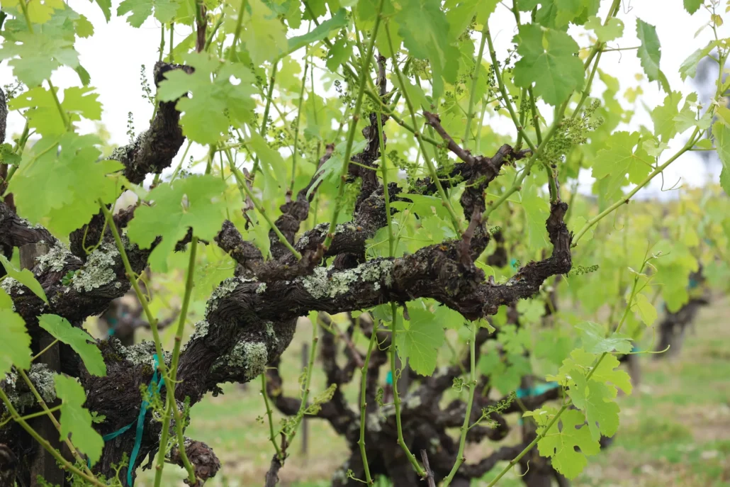 Close-up of grapevines with green leaves and moss-covered, gnarled branches in a vineyard setting.