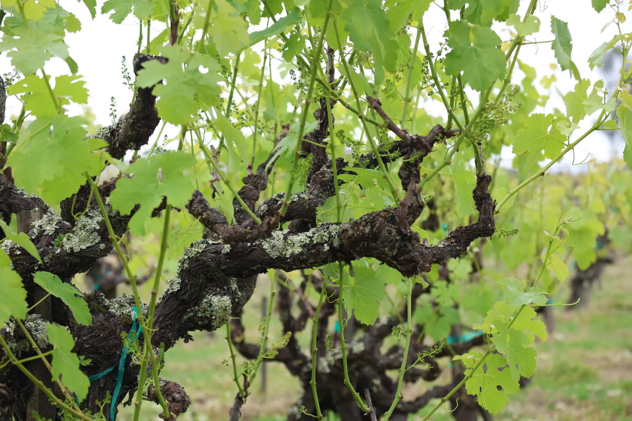 Close-up of grapevines with green leaves and moss-covered, gnarled branches in a vineyard setting.