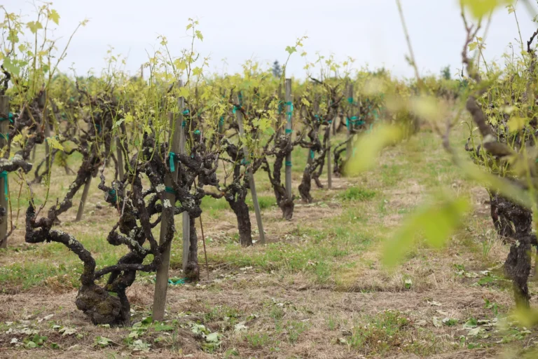 Rows of grapevines with young green leaves growing on a vineyard, supported by wooden stakes in a grassy field.