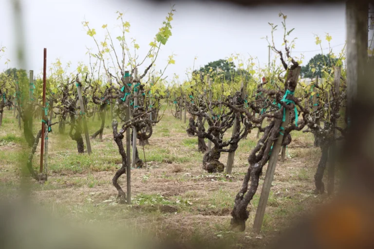 Rows of grapevines with new green leaves grow in a vineyard, supported by stakes and ties, on an overcast day.