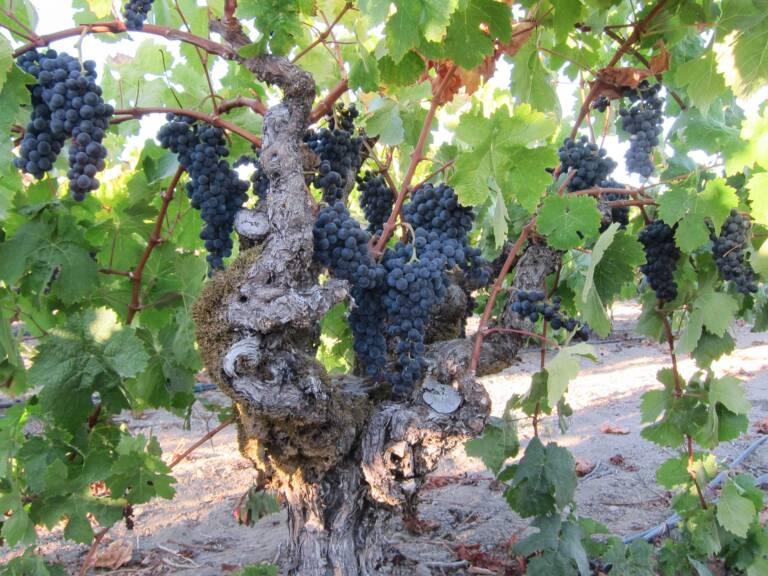 A gnarled grapevine with clusters of dark purple grapes hanging among green leaves in a vineyard.