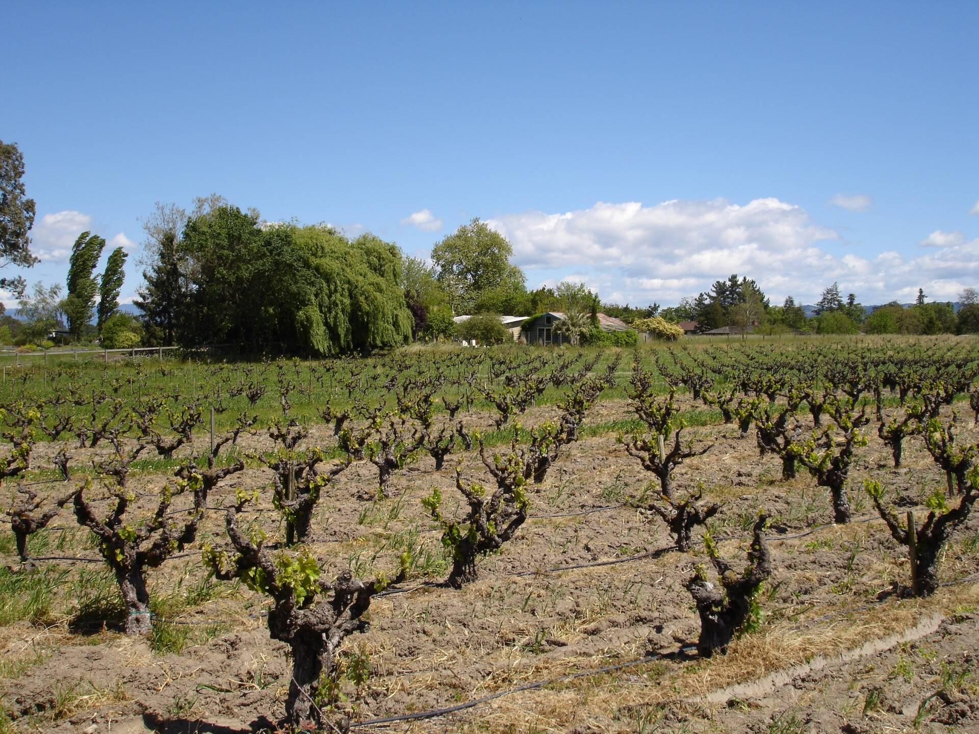 Rows of grapevines with young leaves growing in a vineyard under a blue sky, with trees and a house in the background.