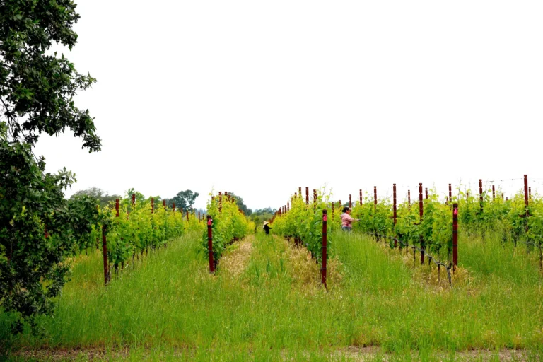 Two people work among rows of grapevines in a vineyard, with green grass growing between the rows under an overcast sky.