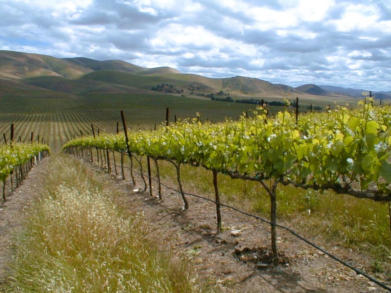 Rows of grapevines in a vineyard stretch into the distance with rolling hills and a partly cloudy sky in the background.