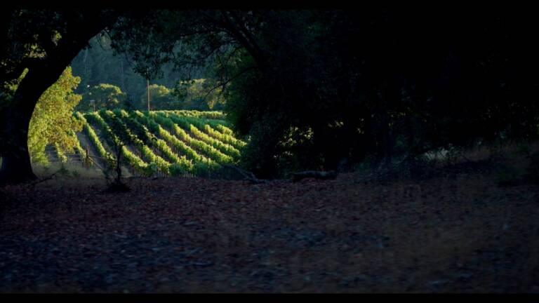 Rows of grapevines in a sunlit vineyard are partially framed by trees and shaded ground in the foreground.