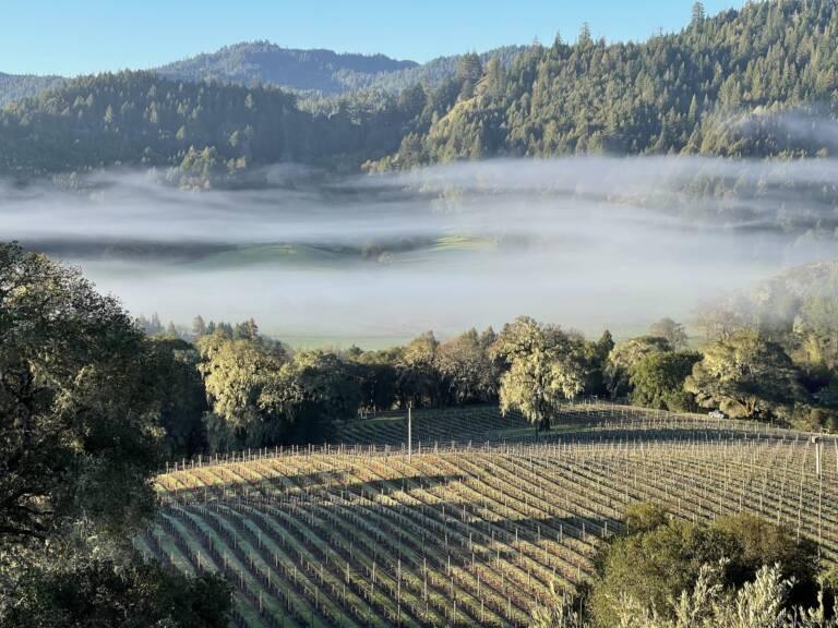Rows of grapevines stretch across a vineyard in the foreground, with low fog covering the valley and forested hills rising in the background under a clear sky.