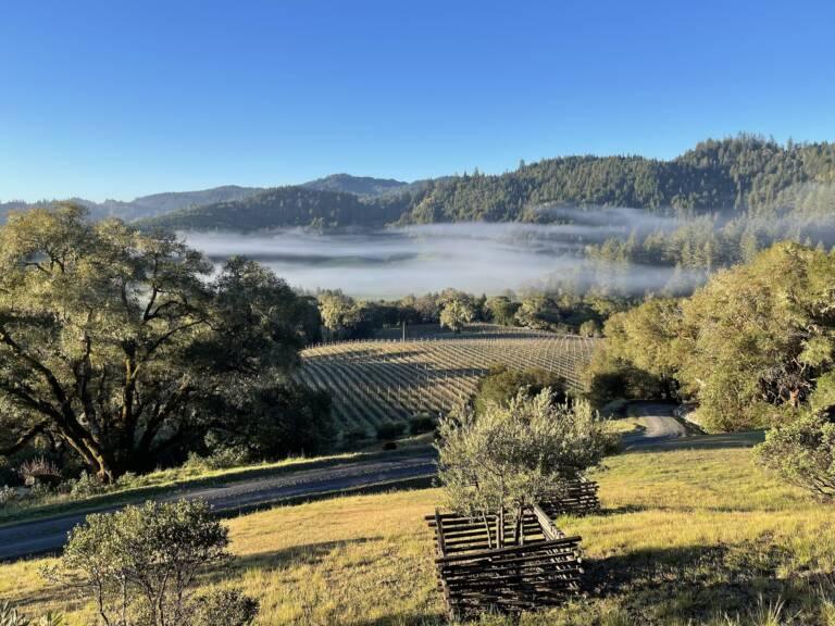 A vineyard with parallel rows sits in a valley surrounded by trees and hills, with a layer of morning fog and a clear blue sky overhead.