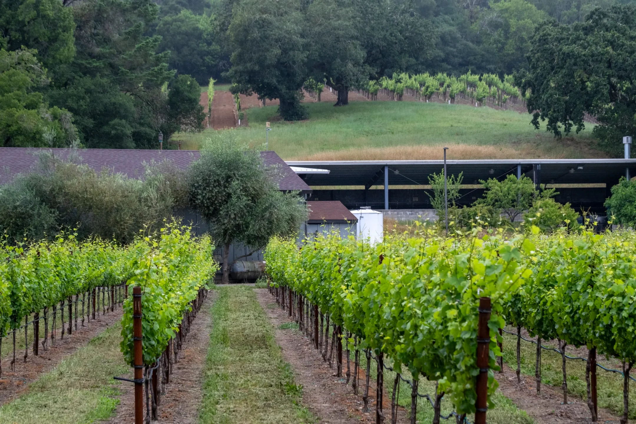 Rows of grapevines in a vineyard with green trees and a building in the background on a cloudy day.