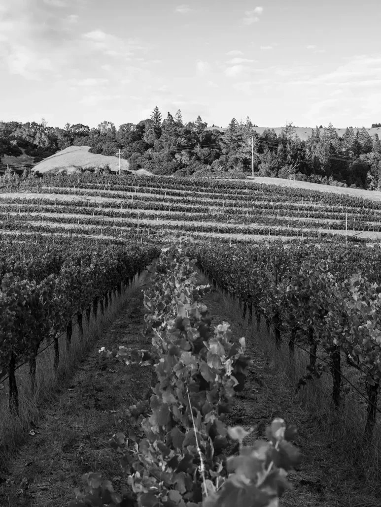 Rows of grapevines stretch across a gently sloping hillside, with trees and clouds visible in the background. The image is in black and white.