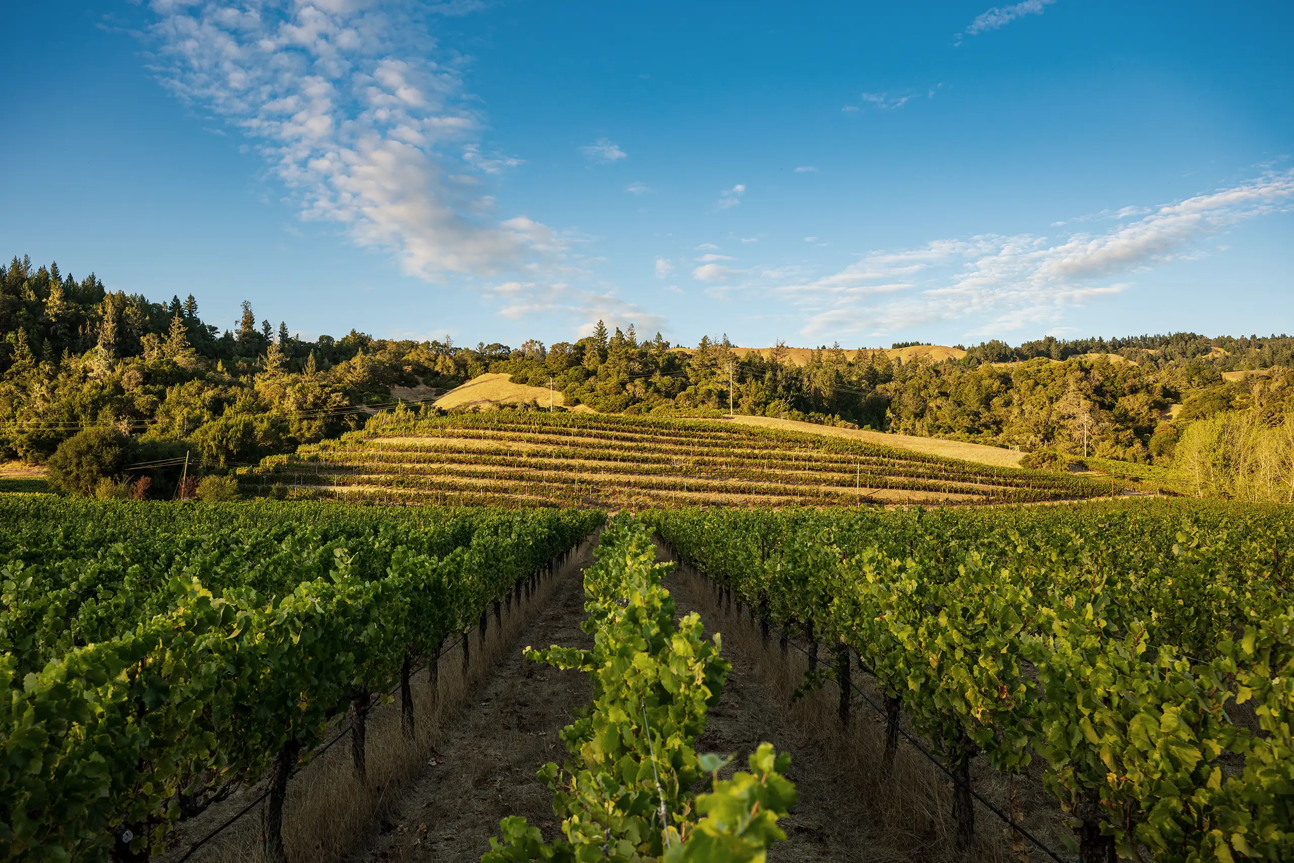 Savoy Vineyard with rows of grapevines stretches across a hillside under a blue sky with scattered clouds and a backdrop of trees.