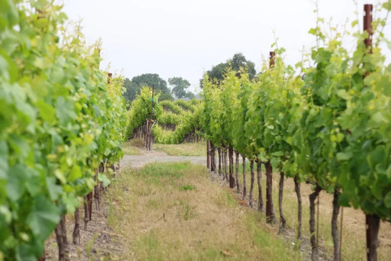 Rows of grapevines with green foliage grow in a vineyard, separated by a grassy path, with trees visible in the background under an overcast sky.