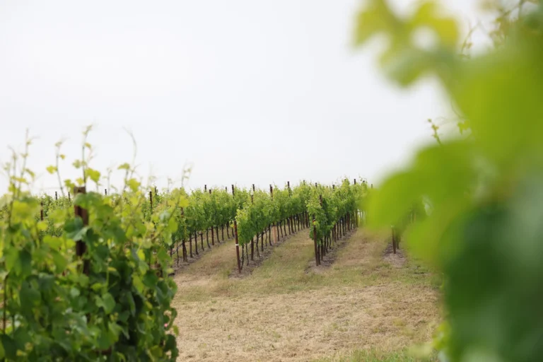 Rows of grapevines grow in a vineyard under an overcast sky, with green leaves in the foreground and grass between the rows.