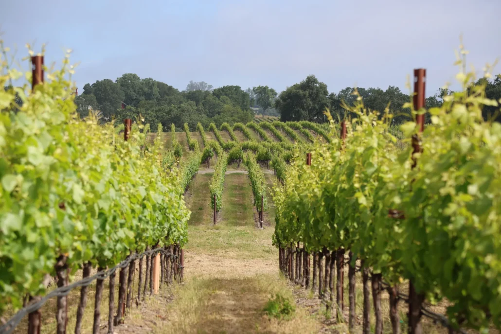 Rows of grapevines grow in a vineyard under a partly cloudy sky, with green foliage and trees visible in the background.