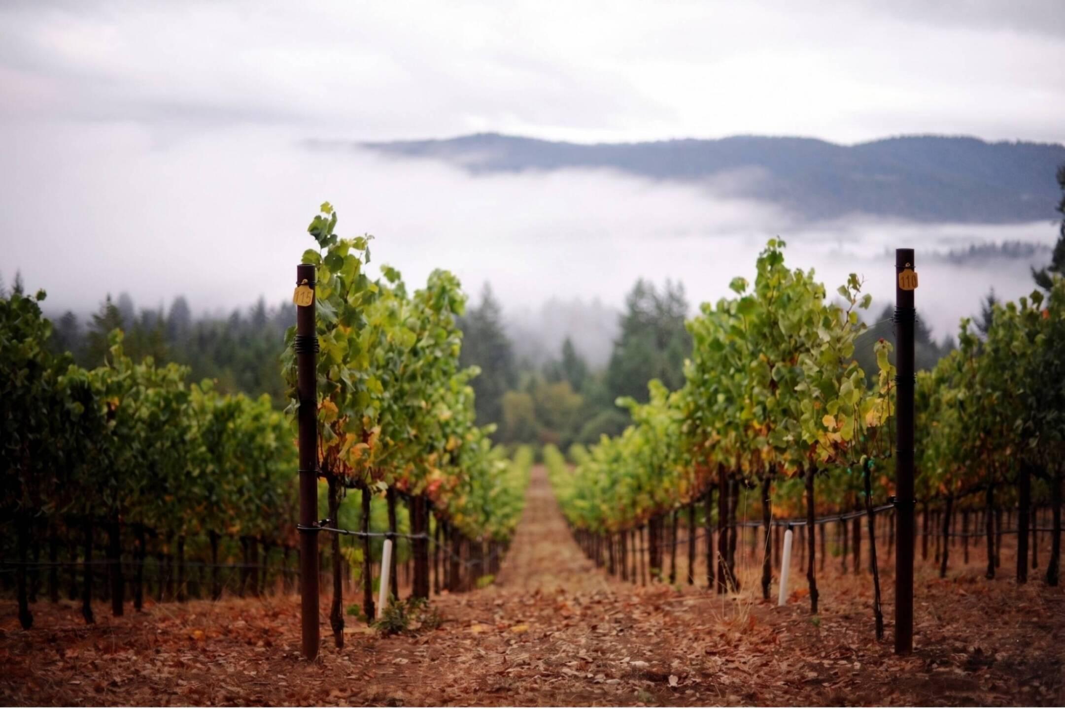 Rows of grapevines in a vineyard with misty hills and trees in the background under an overcast sky.