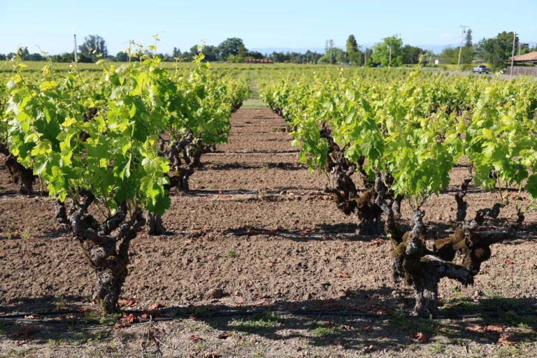 Rows of grapevines grow in a vineyard under bright sunlight, with green leaves and bare soil between the plants.