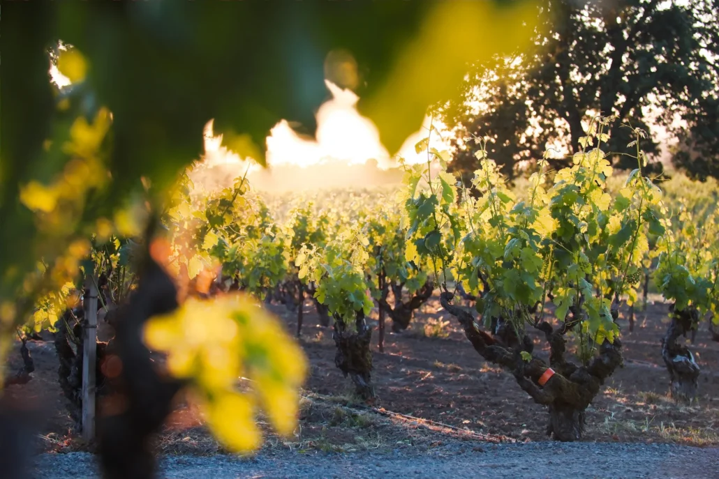 Rows of grapevines in a vineyard at sunset, with sunlight streaming through the leaves and a gravel path in the foreground.