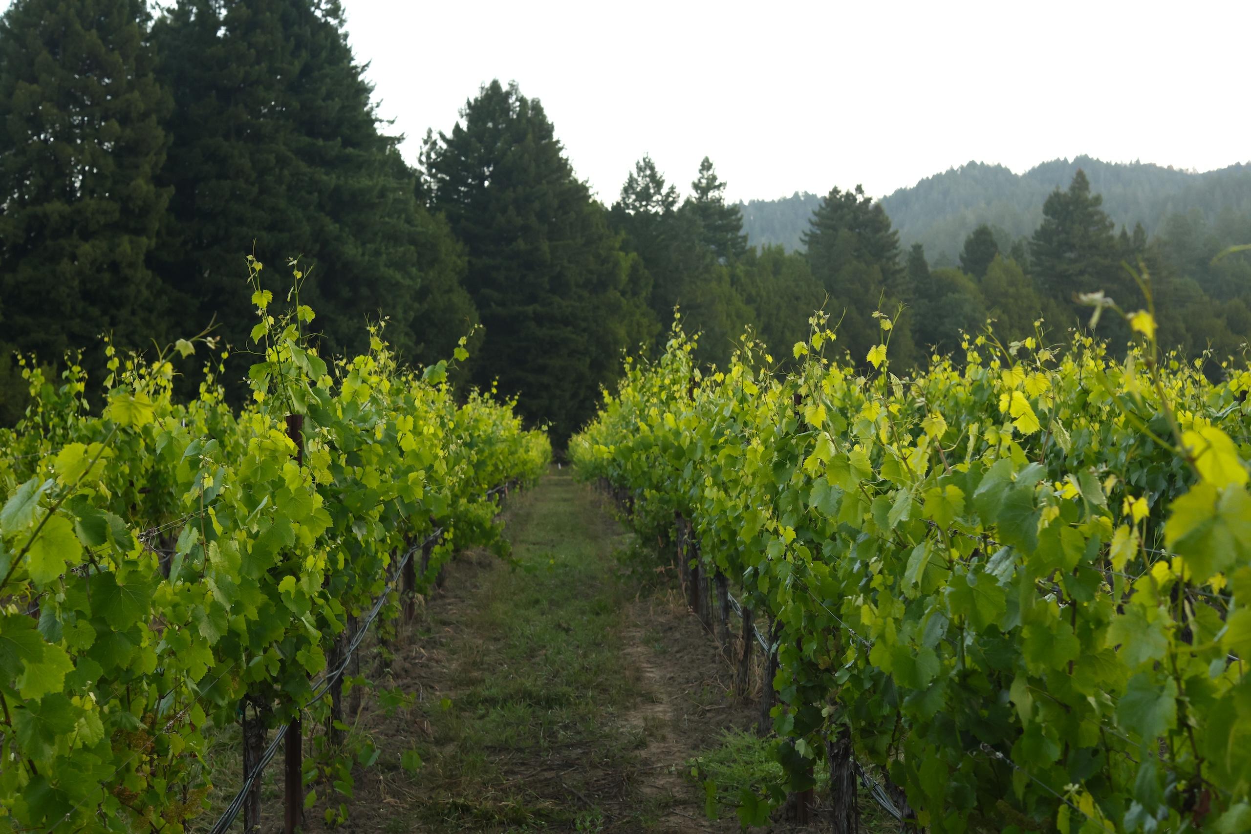 Drake Estate Vineyard